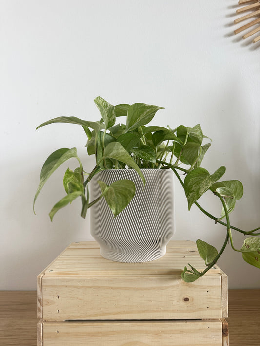 6" Spruce Planter in White + Marble Queen Pothos
