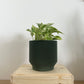 6" Spruce Planter in Green + Marble Queen Pothos