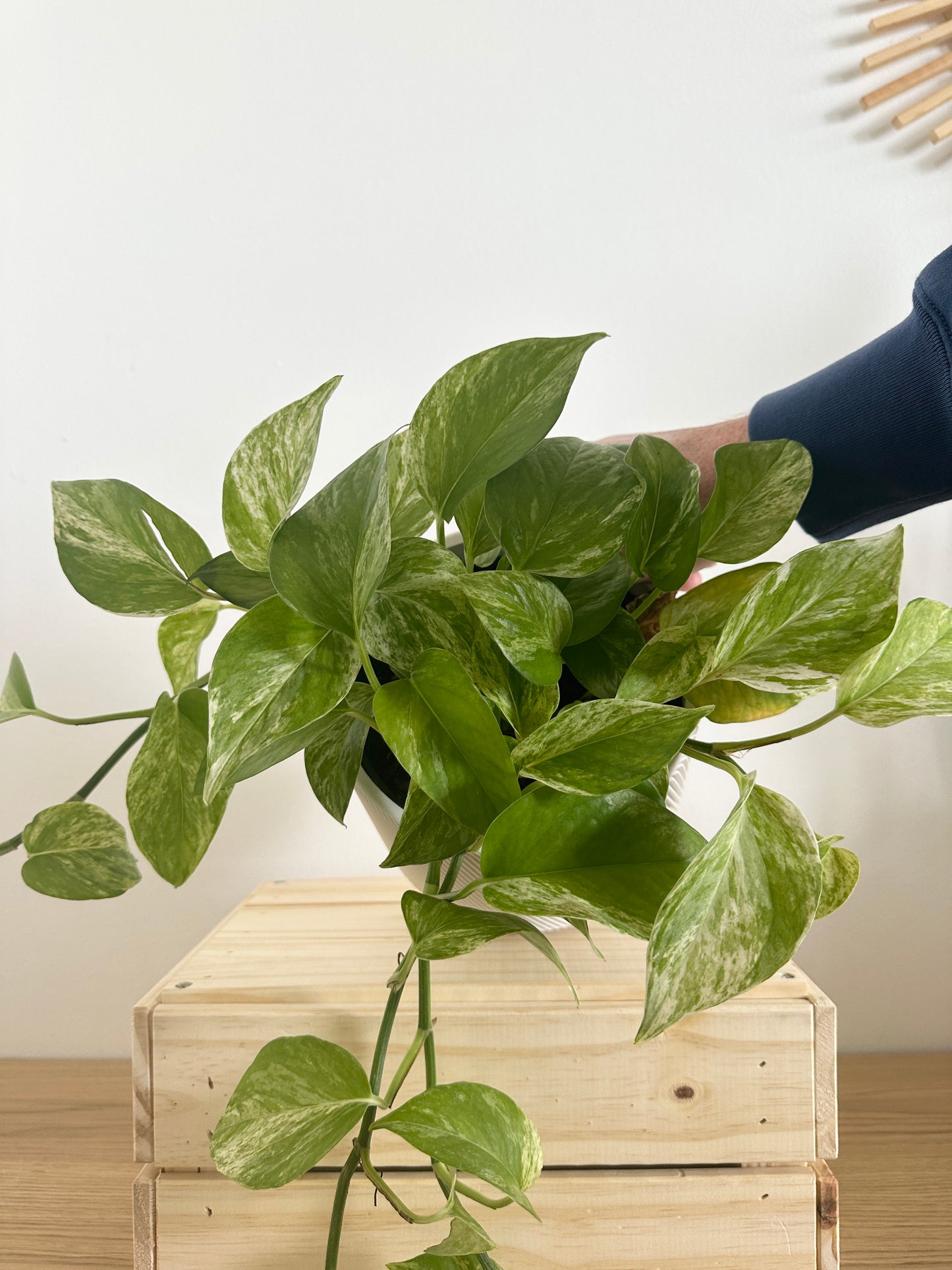 6" Spruce Planter in White + Marble Queen Pothos