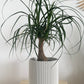 6" Hemlock Planter in White + Ponytail Palm