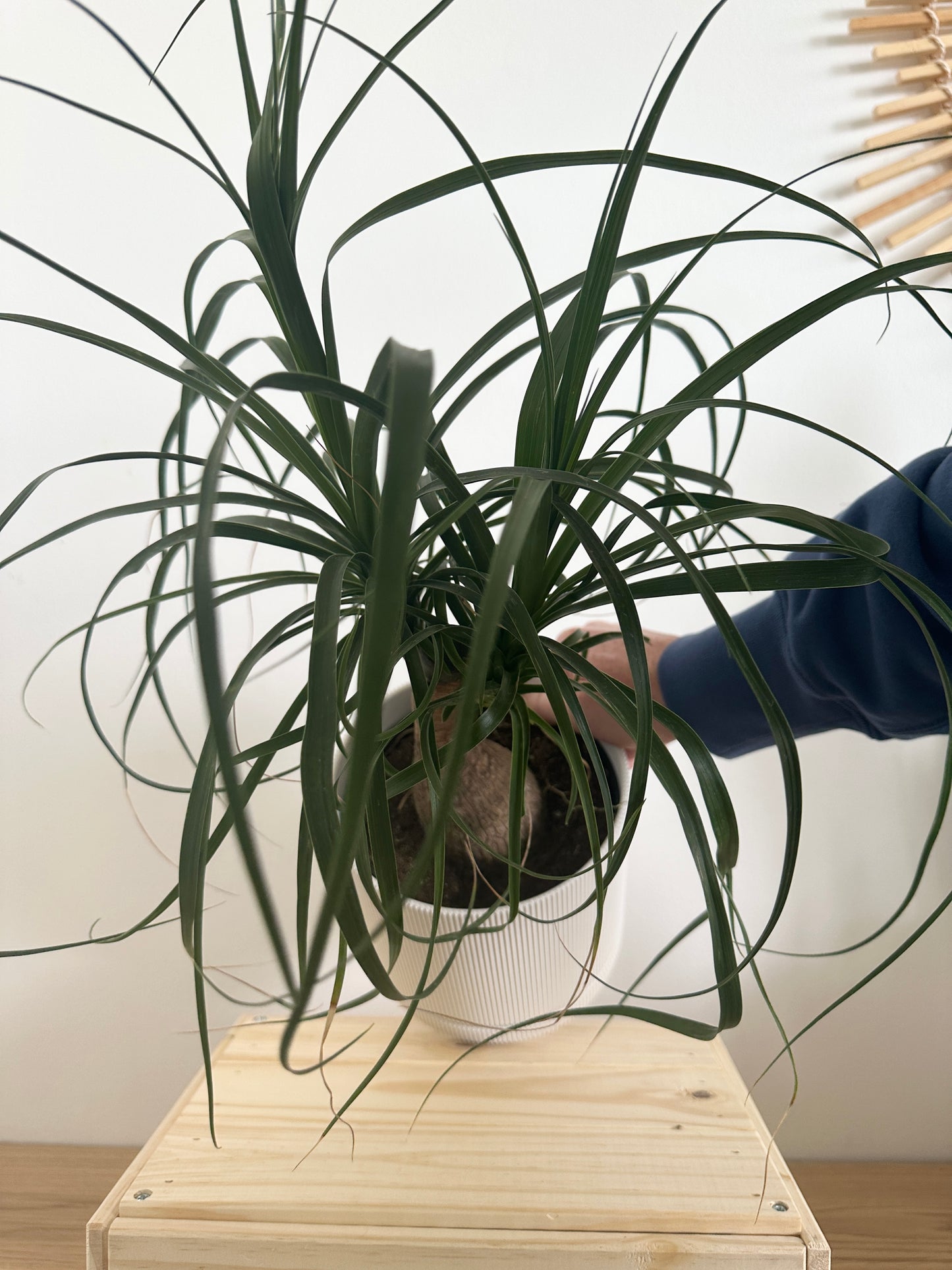 6" Hemlock Planter in White + Ponytail Palm