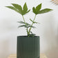 6" Hemlock Planter in Green + Fatsia Japonica
