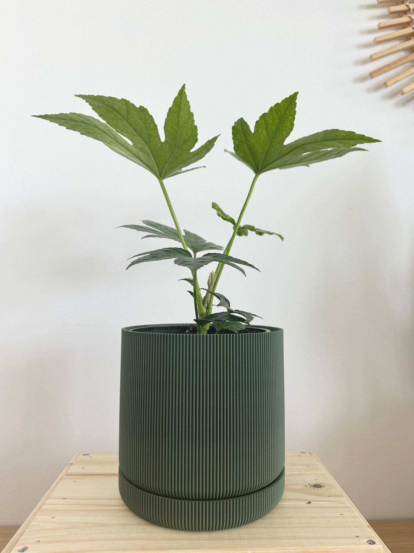 6" Hemlock Planter in Green + Fatsia Japonica