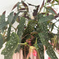 Large Begonia Maculata + Hudson & Oak Planter