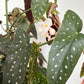 Large Begonia Maculata + Hudson & Oak Planter