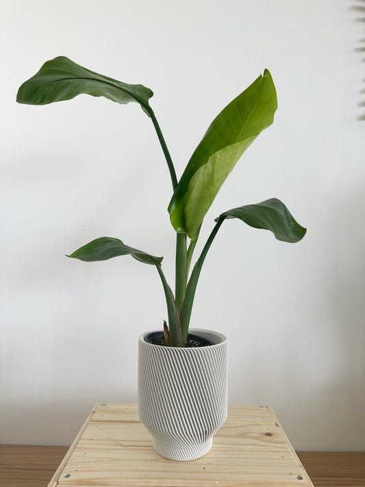 4" Spruce Planter in White + Bird of Paradise