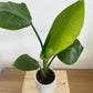 4" Spruce Planter in White + Bird of Paradise