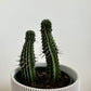 4" Hemlock Planter in White + Cactus
