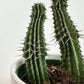 4" Hemlock Planter in White + Cactus