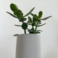 4" Hemlock Planter in White + Jade