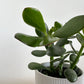 4" Hemlock Planter in White + Jade
