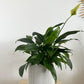 6" Hemlock Planter in White + Peace Lily