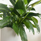 6" Hemlock Planter in White + Peace Lily