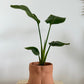 5" Terracotta Booty Planter
