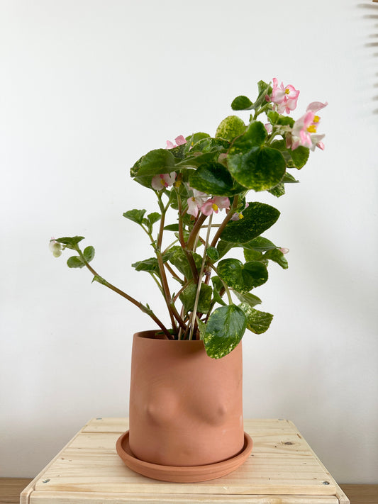 5" Terracotta Boobie Planter