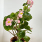 5" Terracotta Boobie Planter + Flowering Begonia