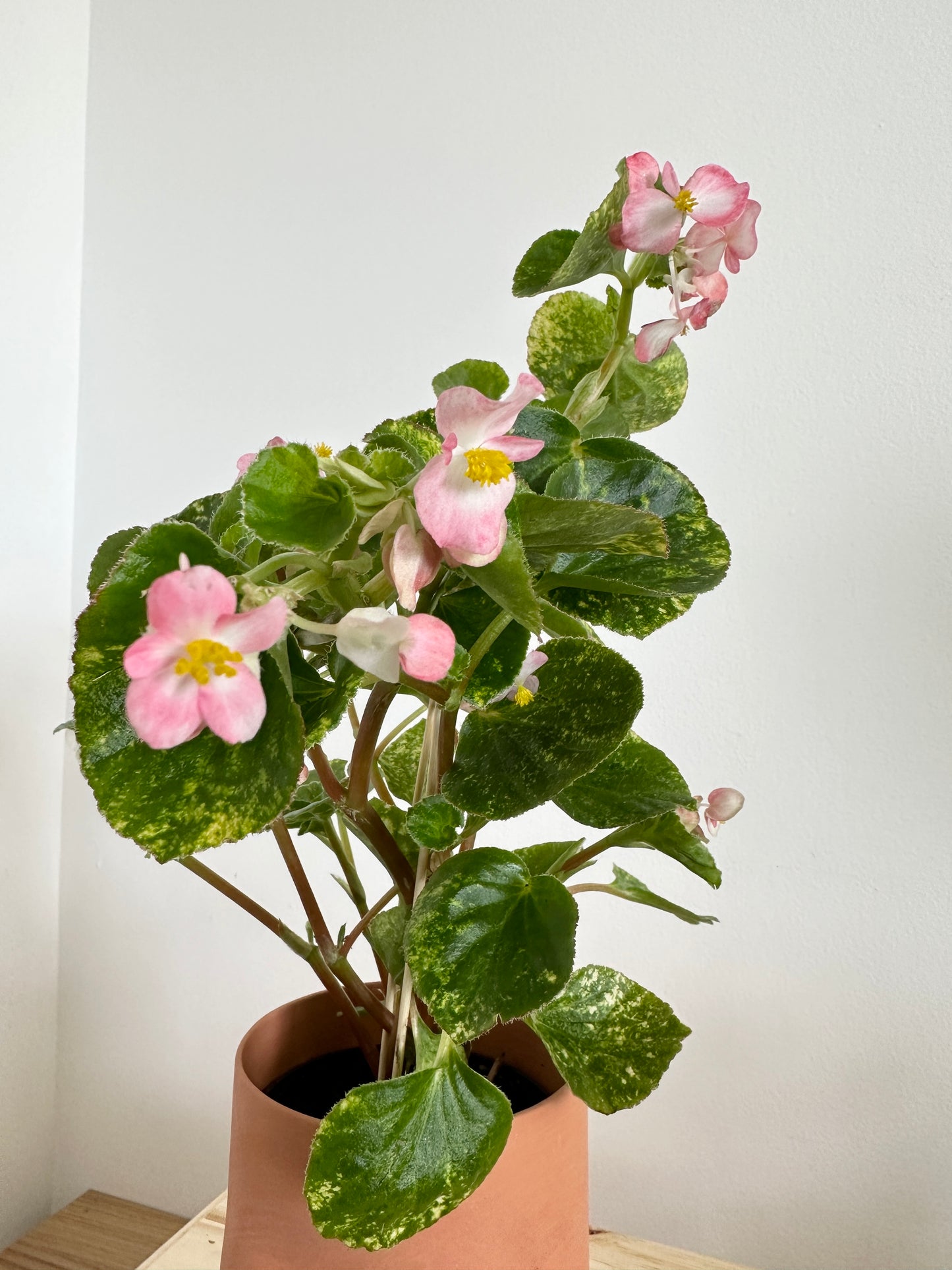 5" Terracotta Boobie Planter + Flowering Begonia