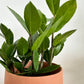 5" Terracotta Boobie Planter + ZZ Plant