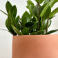 5" Terracotta Boobie Planter + ZZ Plant
