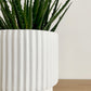 Hybrid Aloe + Common House Studio Planter Combo | 6”