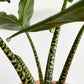 Alocasia Zebrina | Rare Plant