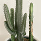 Cactus + Ridged Planter