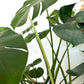 Monstera + Ciebele Planter Combo | 10” Terracotta