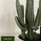 Cactus + Ridged Planter