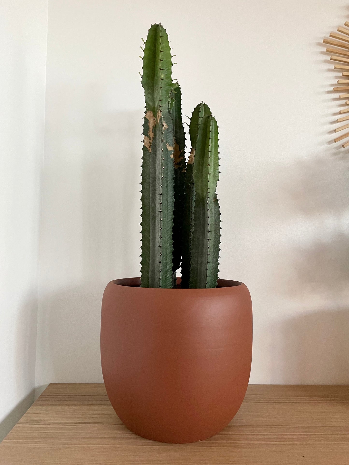Cactus + Handmade Clay Planter
