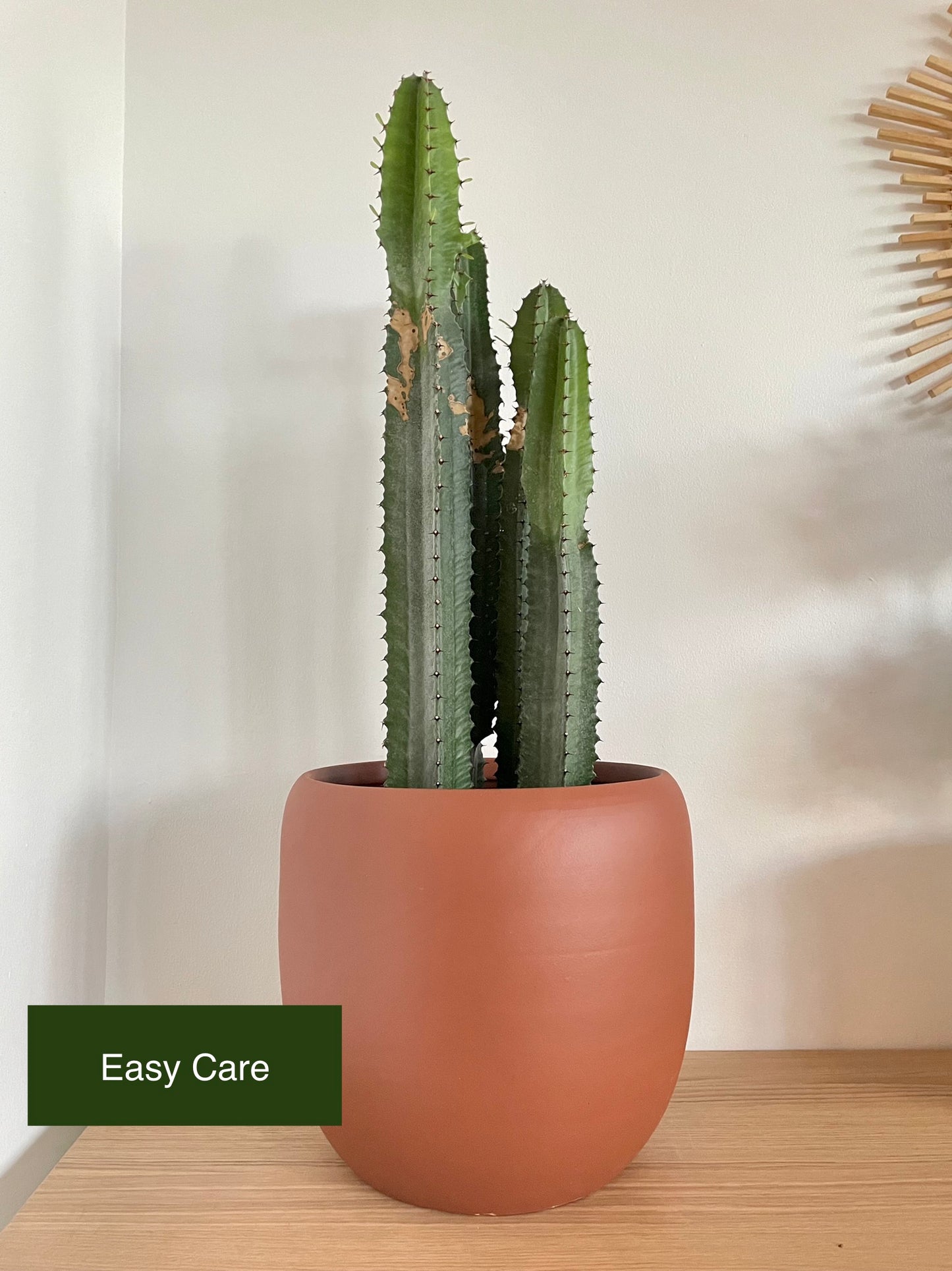 Cactus + Handmade Clay Planter